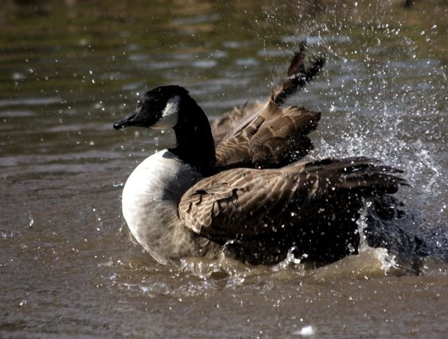 Canada goose outlet leon zoo